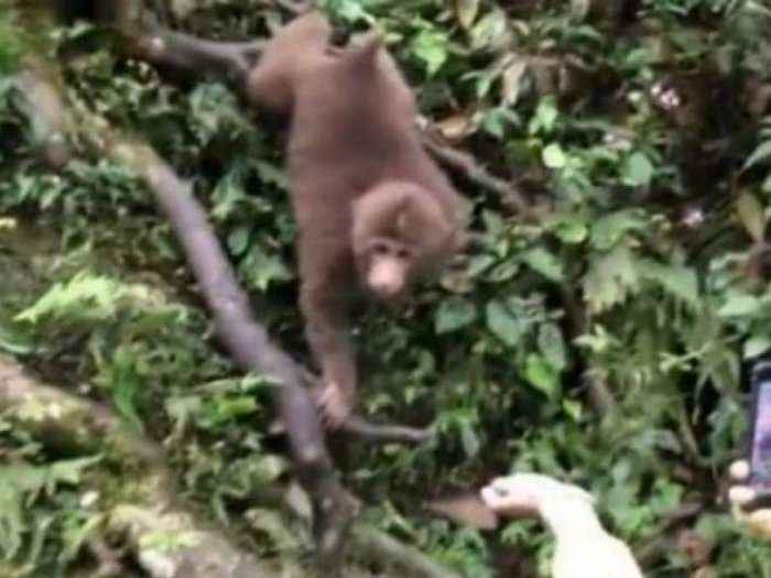 Turistja përpiqet të filmon veten duke ushqyer një majmun por ai rrëmben edhe telefonin e saj (Video)