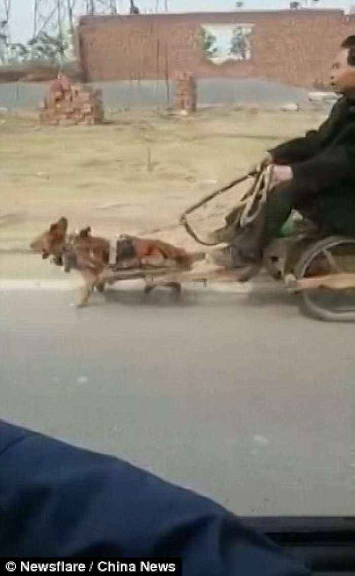 Karrocën e këtij burri e tërheq një qen i vogël (Video)