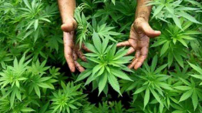 Gjenden 22 bimë narkotike në një fshat të Kaçanikut