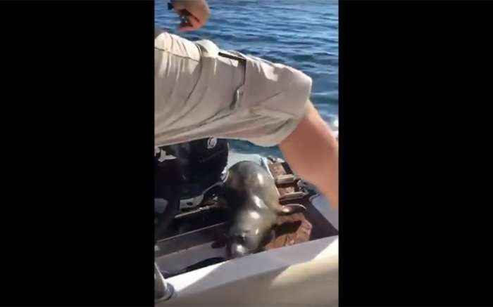 Foka ngjitet në varkë për t’u shpëtuar balenave vrasëse (Video)