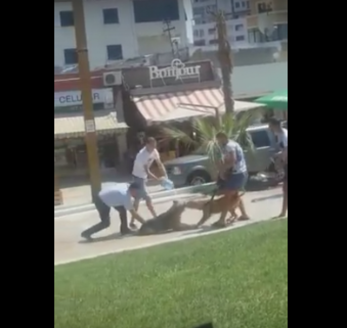 Pitbulli masakron qenin në mes të Durrësit, tremben kalimtarët (Video)