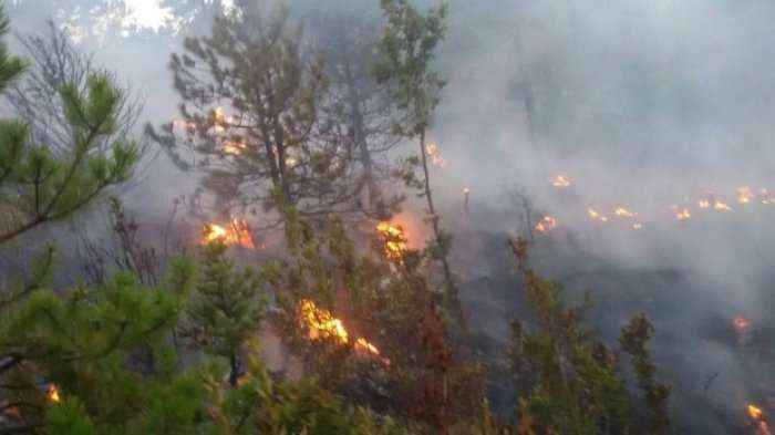 Zjarr në parkun e Viroit, digjen 10 hektarë pyje