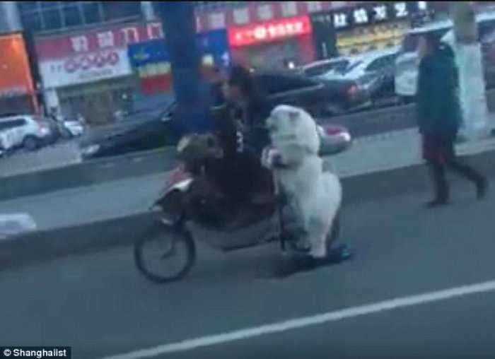 E mahnitshme se si vozitë qeni paralel me motoçikletën (Foto/Video)