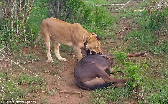Spektakolare: Antilopa i shpëton nofullave të luanit (Video)