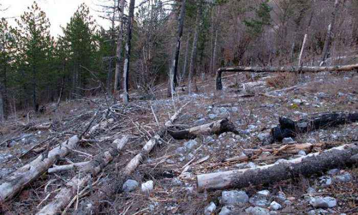 Kosova humbi në 1603 lëndë të vjedhjes së pyjeve