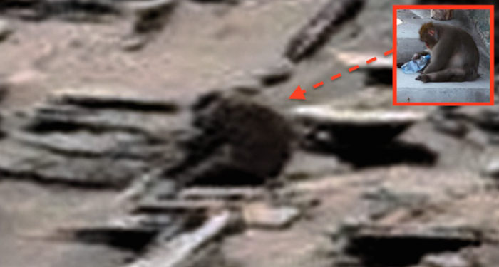A është fotografuar një majmun në Mars? 