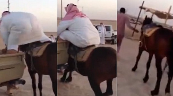 Kali refuzon ta mbajë njeriun e shëndoshë (Video)