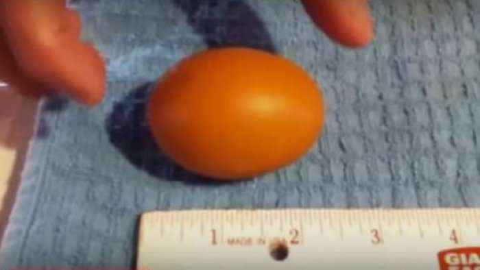 Ja çfarë gjeti brenda vezës (Video)