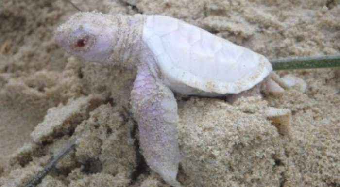 Zbulohet breshka e bardhë me sy rozë (Video)