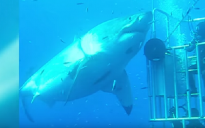 Shikoni peshkaqenin më të madh të filmuar ndonjëherë (Video)