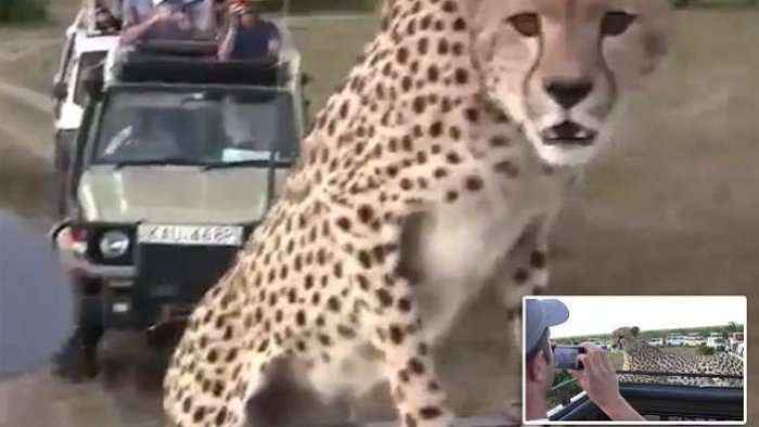 Kur leopardi refuzon të zbres nga makina e turistëve (Video)