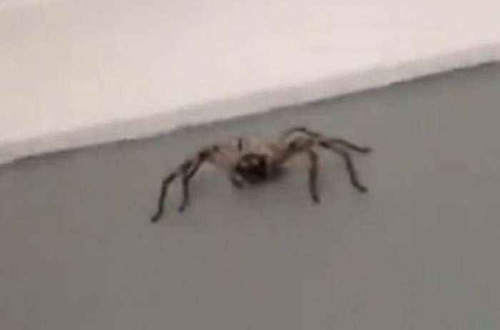 Ja pse nuk duhet të filmoni një merimangë gjigande nga afër (Video)