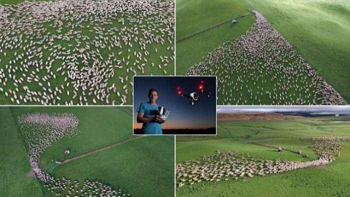 Droni filmon pamjet hipnotizuese kur qindra dele lëvizin në fushë (Video)