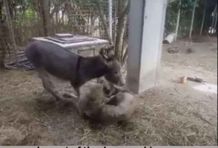 Gomari “adopton” qenin e sëmurë (Video)