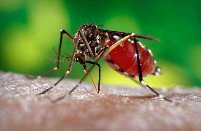 SHBA: Përgatitje të shkallës së gjërë për virusin Zika gjatë verës