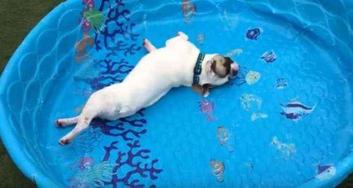Qeni që noton në pishinën pa ujë (Video)