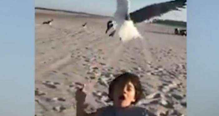 E frikshme: Djaloshi sulmohet nga pulëbardhat në plazh (Video)