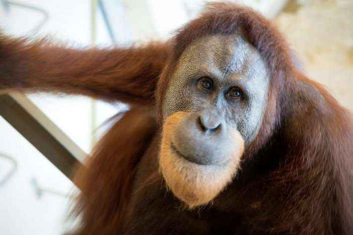 E pabesueshme! Orangutani flet si një njeri (Video)