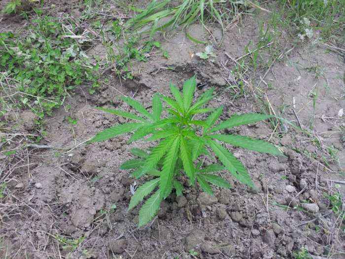 Asgjësohen 4000 bimë narkotike në Mallakastër
