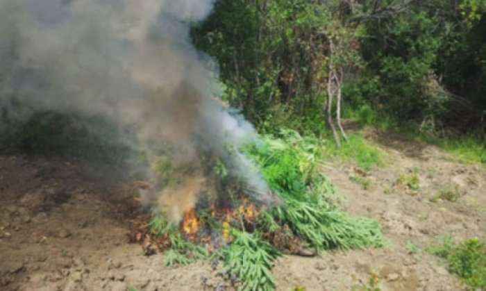 Shkatërrohen gjashtë bimë të mbjella narkotike në Dresnik 