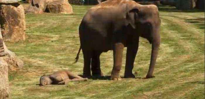 Elefanti-mama kërkon ndihmë për të voglin e saj që nuk lëviz (Video)