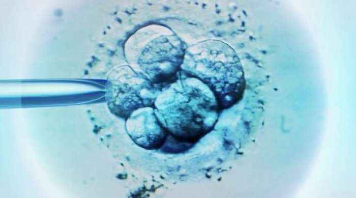 Shkencëtarët krijojnë embrione hibride