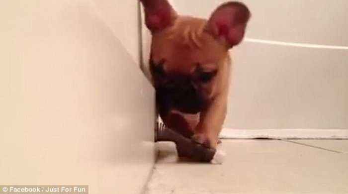 Shikoni se si ky qenush luan me  ndalsën e derës(Video+Foto)