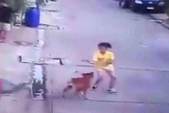 Qeni sulmon vogëlushen, e masakron në fytyrë (Video +18)