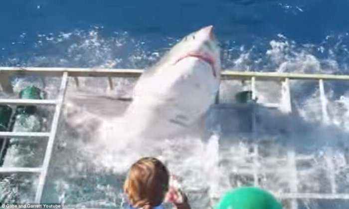 Peshkaqeni tmerron turistin, futet brenda kafazit ku ai ishte (Video)