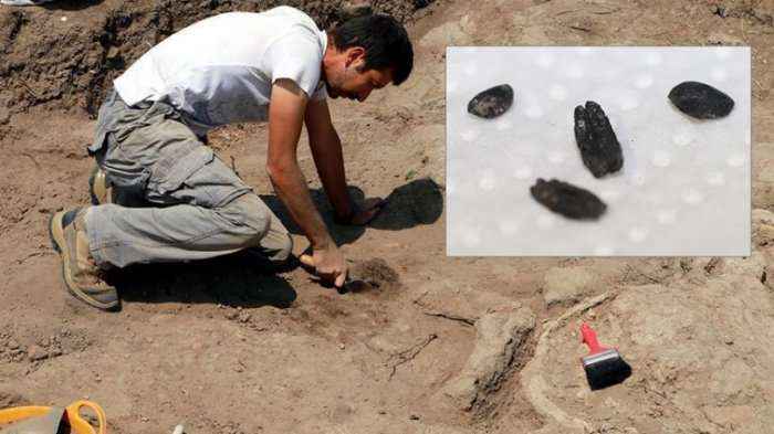 Drithëra të vjetër mbi tetë mijë vite gjenden në Turqi