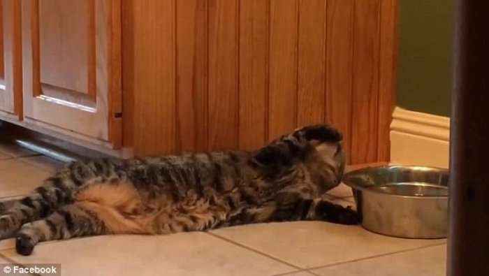 Ja si e shuan etjen maca dembele (Foto/Video)