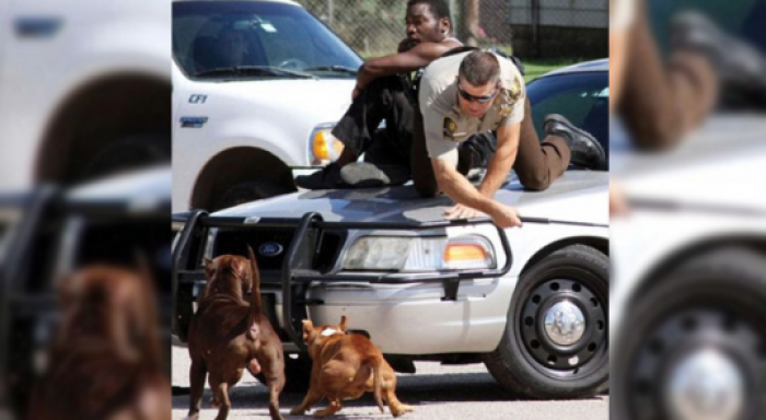 Oficeri i policisë shpëton burrin nga dy pitbullët (Foto)