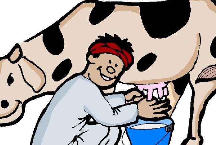 Si e prodhojnë qumështin lopët?