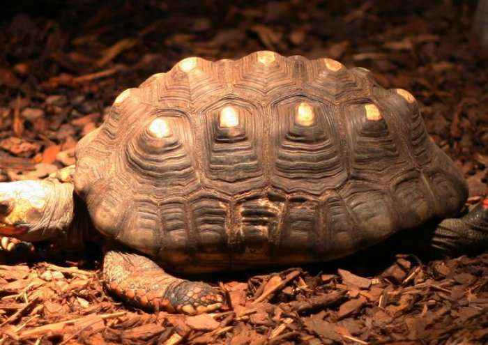  Familja humb breshkën që mbanin në shtëpi, e gjejnë 34 vjet më vonë aty ku nuk e prisnin