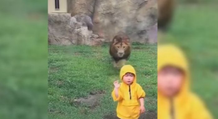 Luani tenton ta hajë fëmijën, por ja çfarë ndodh në momentin e fundit (Video)