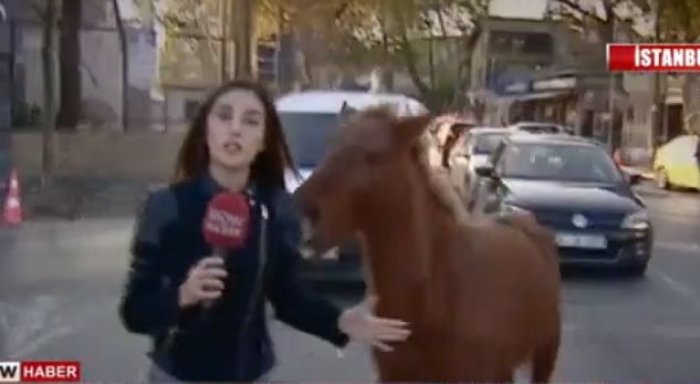Gazetarja sulmohet nga një kalë gjatë transmetimit “live”