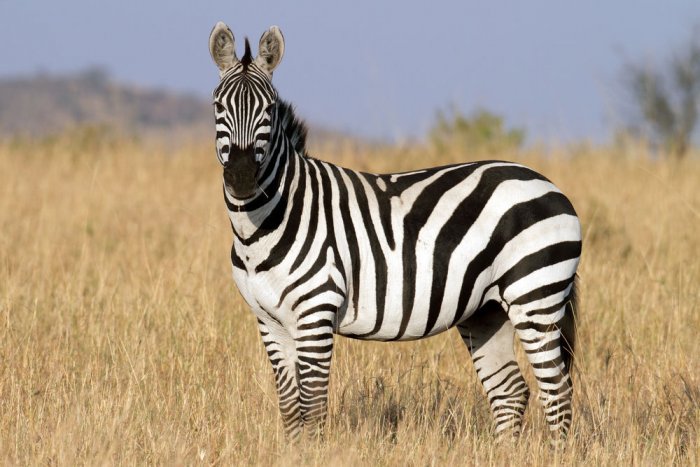 Me çfarë kafshe ka lidhje zebra?