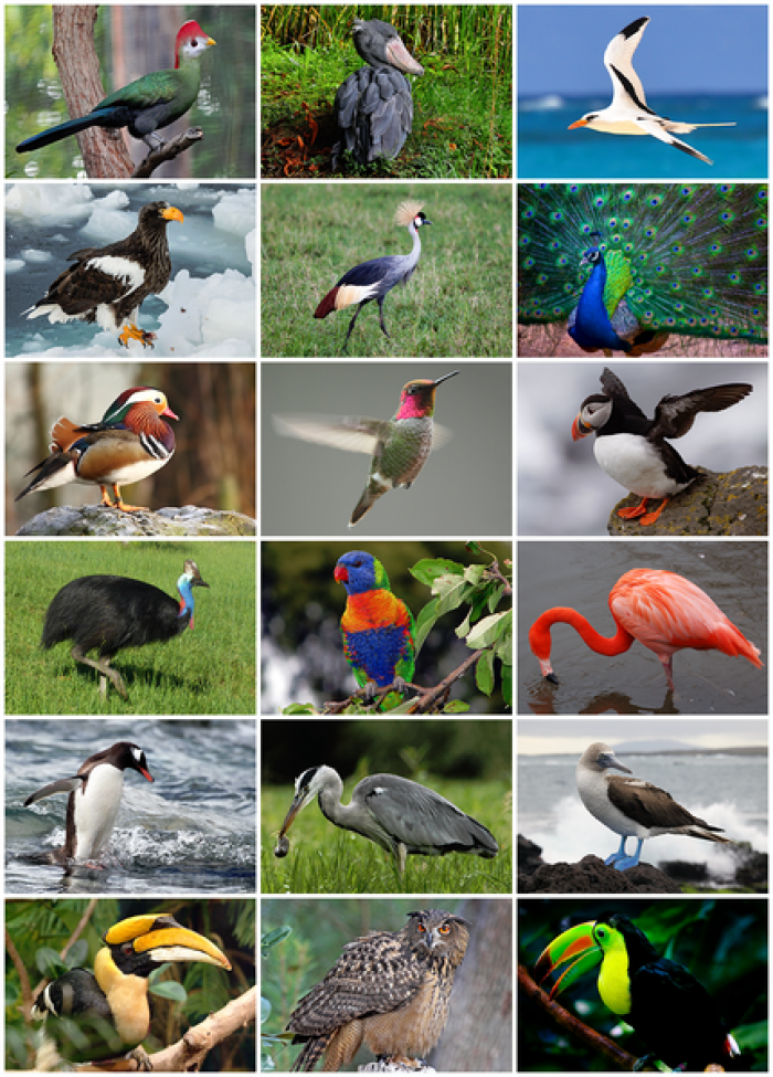 Fakte argëtuese për zogjtë