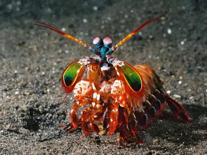 A I keni ditur këto fakte interesante për Harlequin Mantis Shrimp?