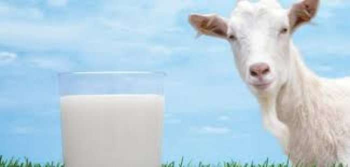 Vetitë shëruese të qumështit të dhisë
