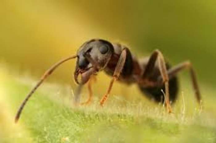 A e dini se milingonat mund të komunikojnë?