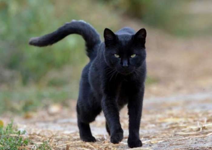 Nga macja e zezë te pasqyra e thyer, bestytnitë që trembin shqiptarët
