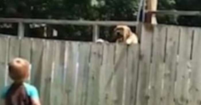 E pabesueshme: Kështu luan me top vogëlushi me qenin e fqinjit (Video)