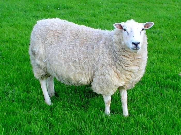 Pse i numërojmë delet?