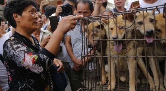 Nis festivali famëkeq në Kinë, thirrje për të frenuar masakrën me qentë