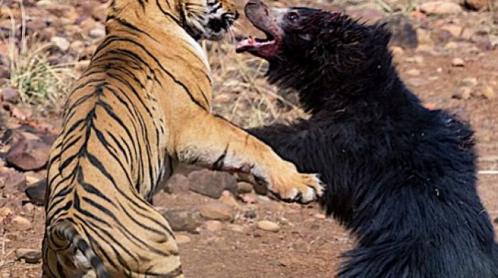 Beteja e përgjakur në mes të tigrit dhe ariut (Video)