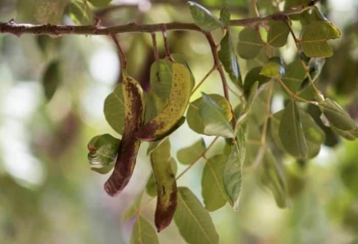 Bima që kultivohet për 200 vjet dhe shëron kancerin në mitër