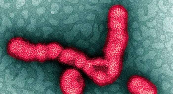 Eksperti jep alarmin: Gripi mund të vrasë 33 milionë njerëz në 7 muaj