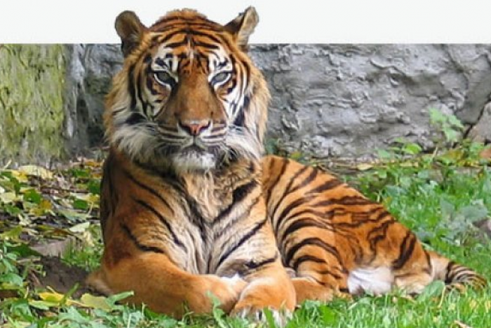 Tigri të cilin e kishte rritur, e copëton punonjësin e kopshtit zoologjik (Video)