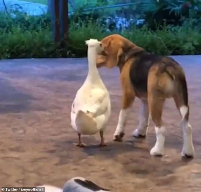 Momenti i adhurueshëm i përqafimit mes një qeni dhe një pate (Video)